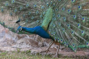 Chales Fazendinha Campos do Jordão Exteriér fotografie